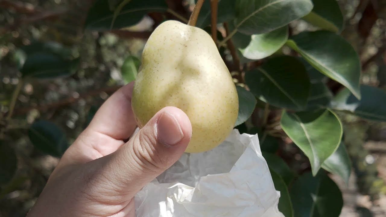 Arizona backyard food forest - August 22, 2025 Garden Update