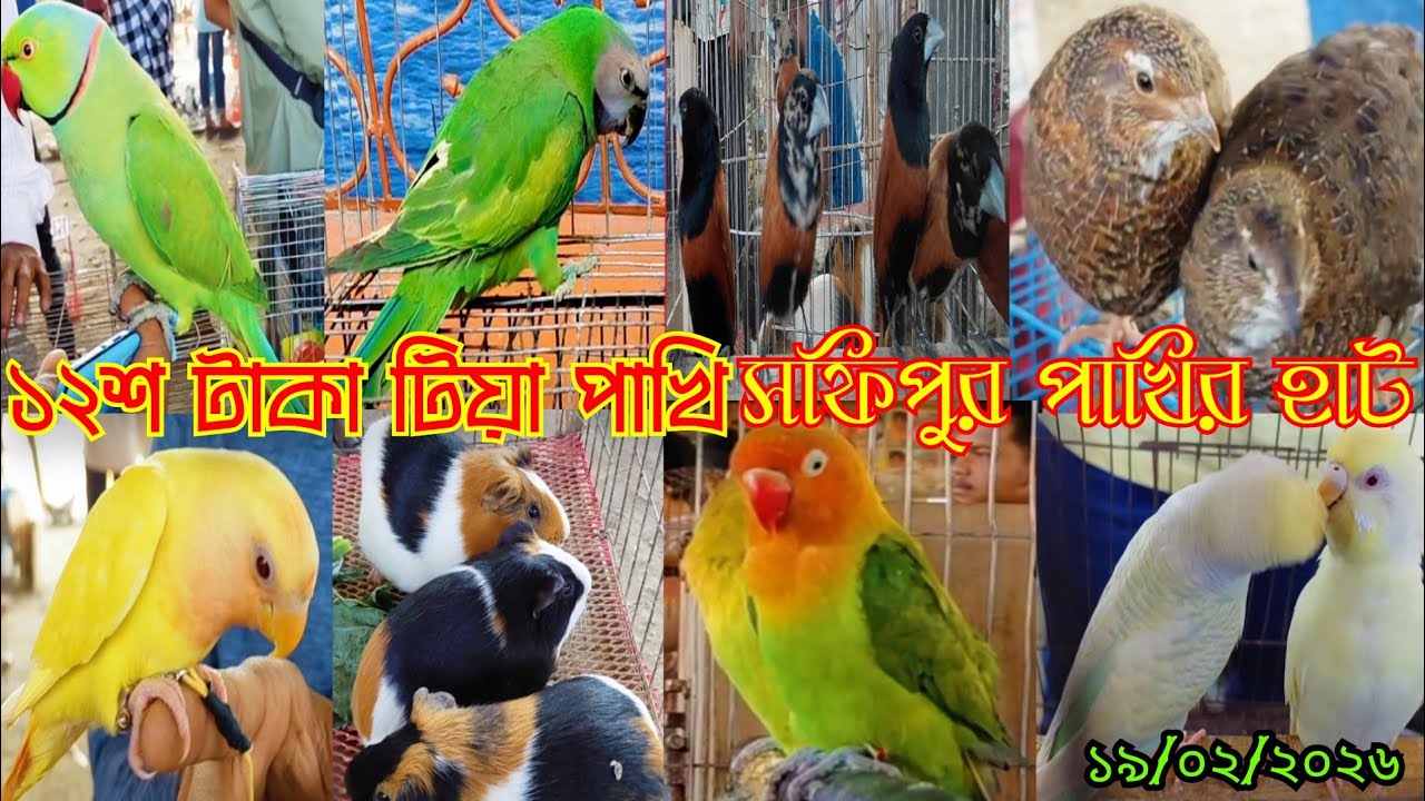 ১২শ টাকা টিয়া পাখি ২৪০০ টাকা জোড়া || সফিপুর পাখির হাট || tiya pakhi dam || sofipur pakhir hat