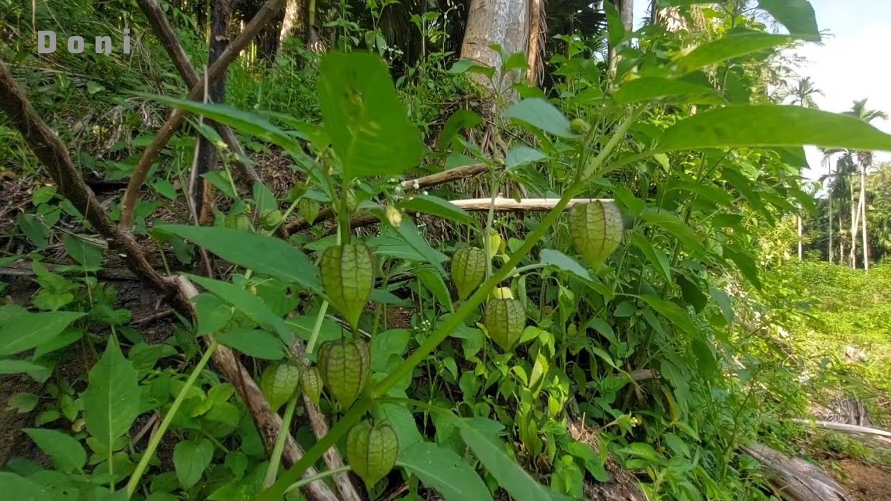Panen Buah Ciplukan Langsung Makan Di Kebun