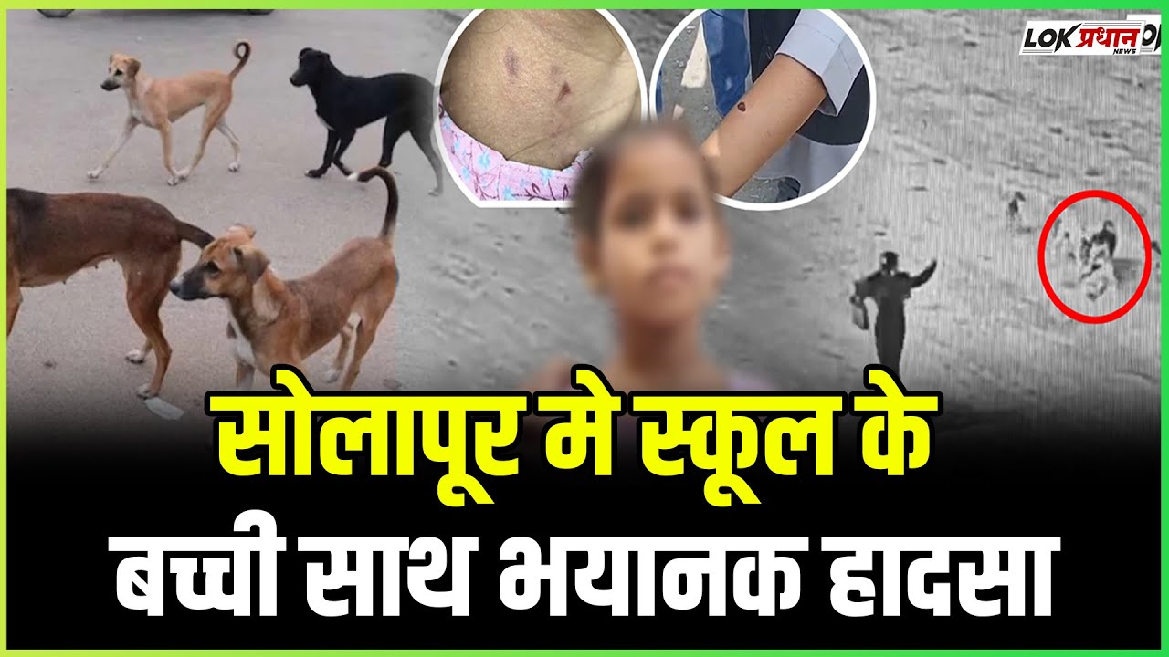 सोलापूर के रामवाडी मे कुत्तो की दहशत.. मासूम बच्ची को बनाया निशाणा..