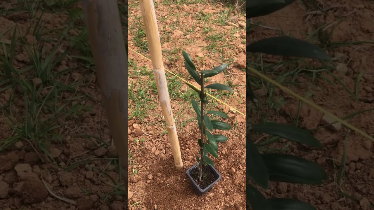 &Phi;ύ&tau;&epsilon;&upsilon;&sigma;&eta; Arbequina i21 - &eta;&mu;έ&rho;&alpha; D&hellip;&tau;&epsilon;&lambda;&iota;&kappa;ό &sigma;&tau;ά&delta;&iota;&omicron;&hellip;#olivetree #agriculture #farming 