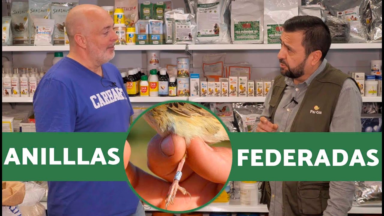 Anillas federadas: el accesorio INDISPENSABLE para el CRIADOR de CANARIOS 🪺