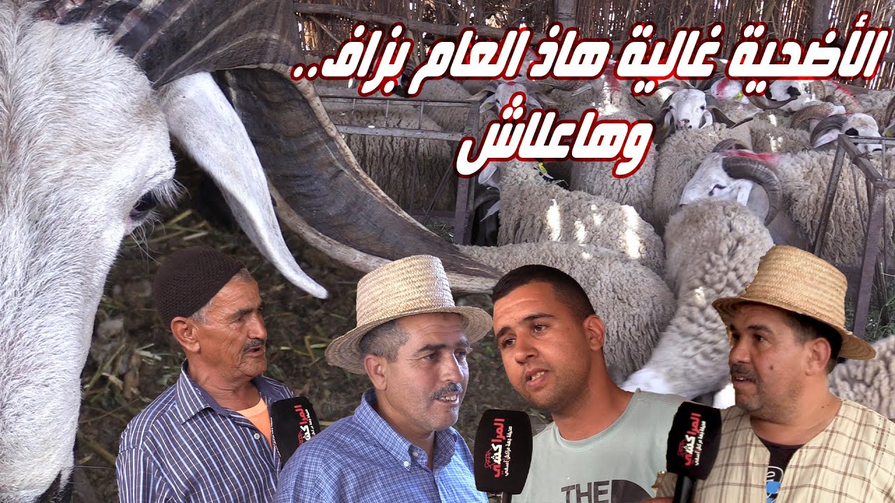 الأضحية غالية هاذ العام بزاف.. والكسابة يوضحون