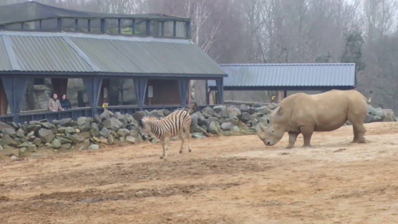 Zebra fighting with a rhino
