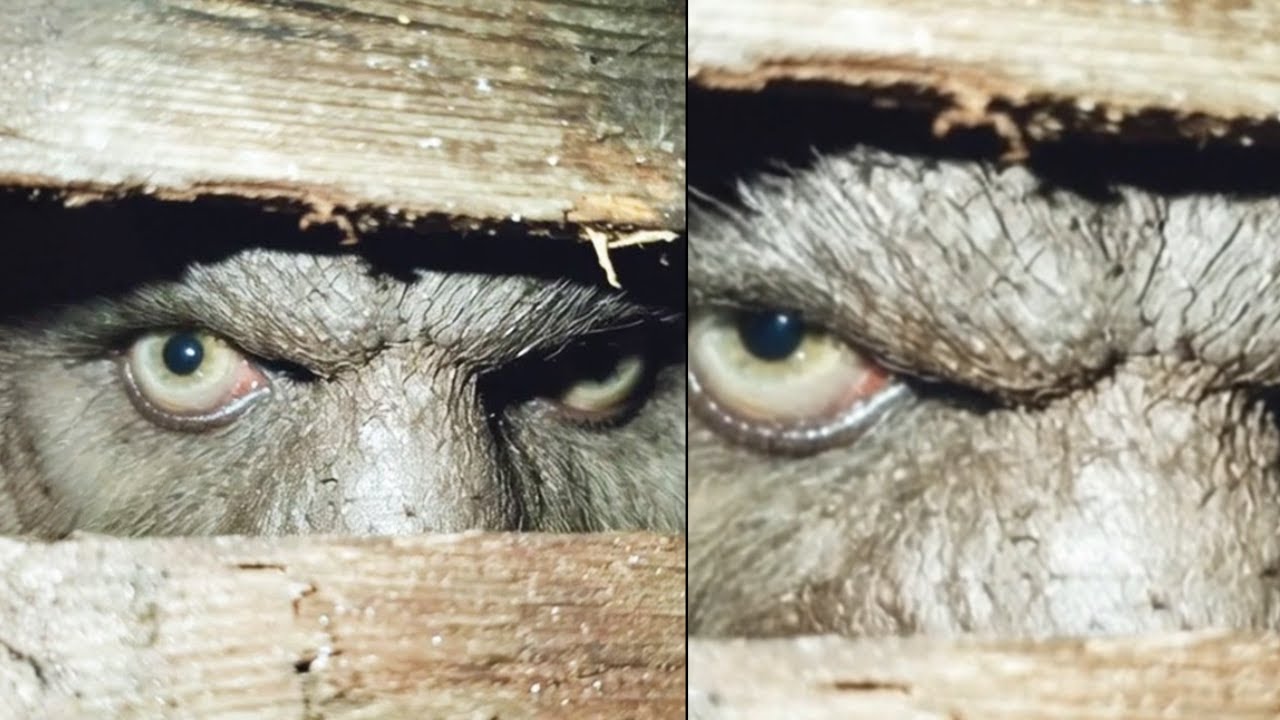 SIE FÜTTERTE BIGFOOT IM WALD UND FAND DEN EINZIGEN FREUND, DER NIE GEGANGEN IST