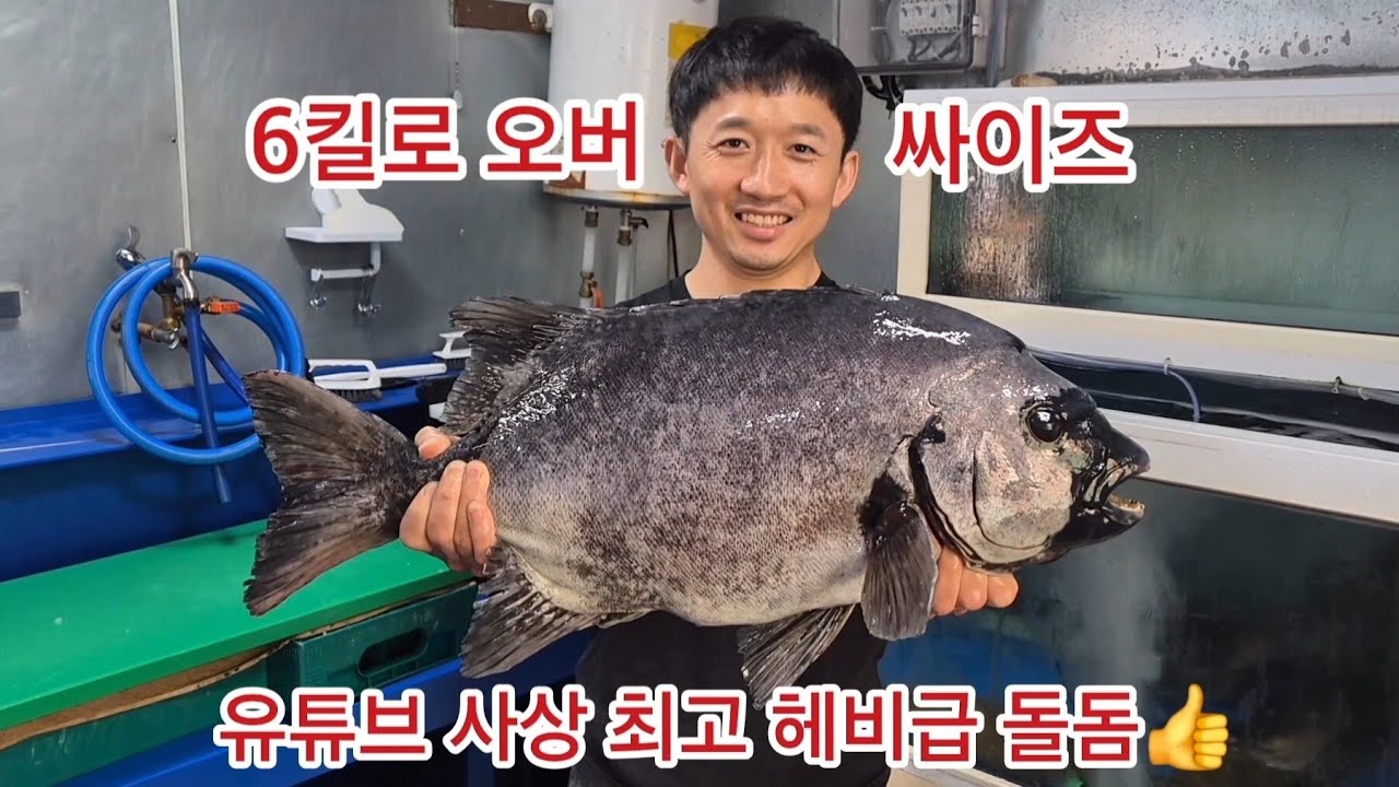 유튜브 사상 최고 헤비급 돌돔이 나타났다~👍