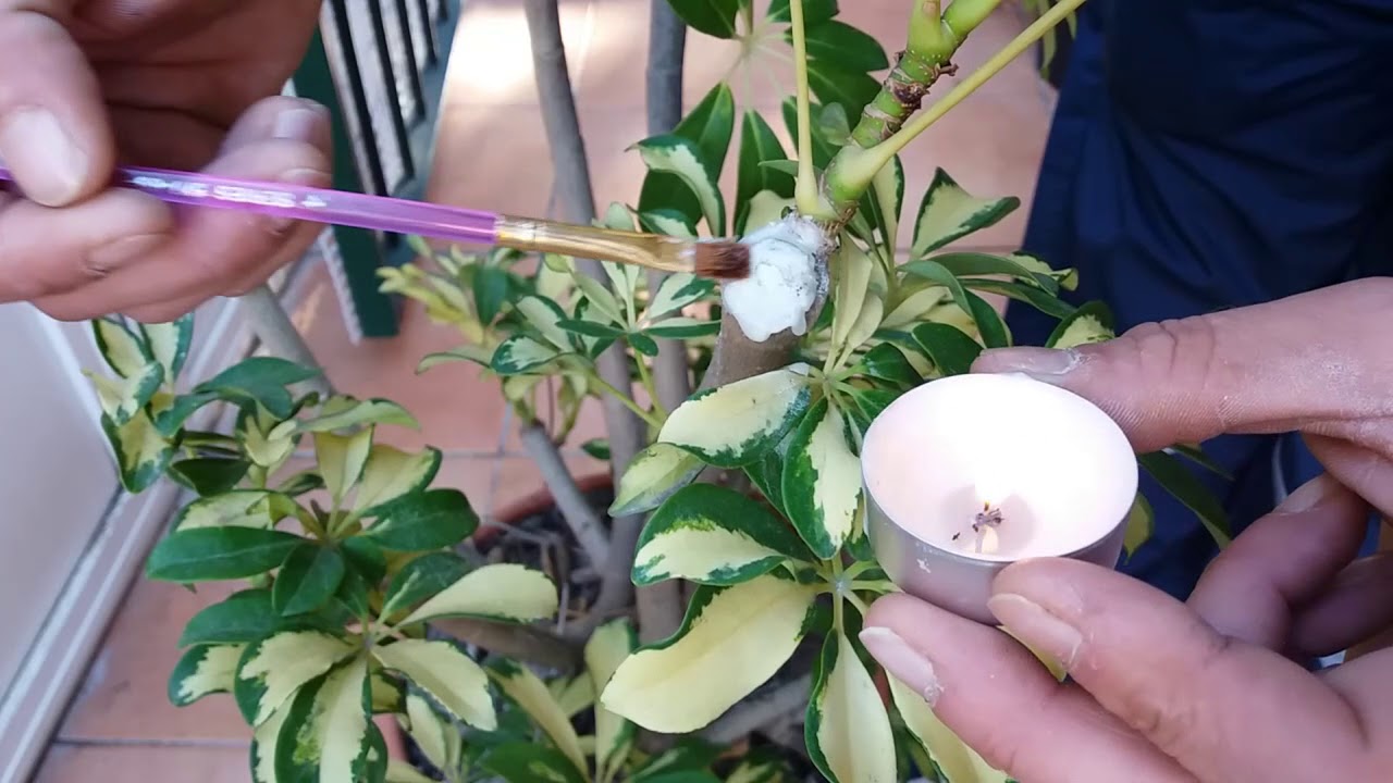 CICATRIZANTE para Arboles y Plantas con CERA de Vela y AZUFRE o Cobre Muy Fácil y Eficaz