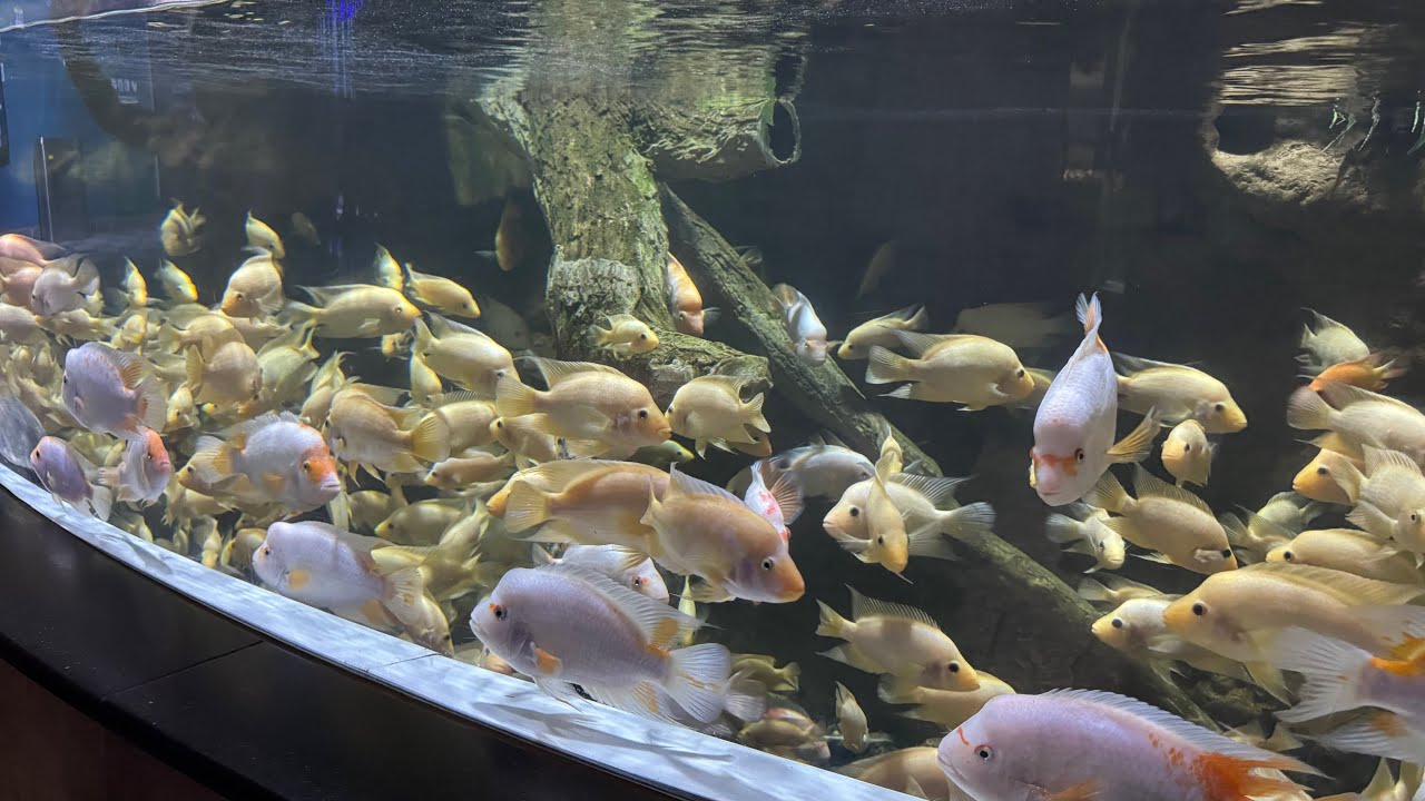 DUBAI MALL AQUARIUM | DUBAI VLOG EP-02
