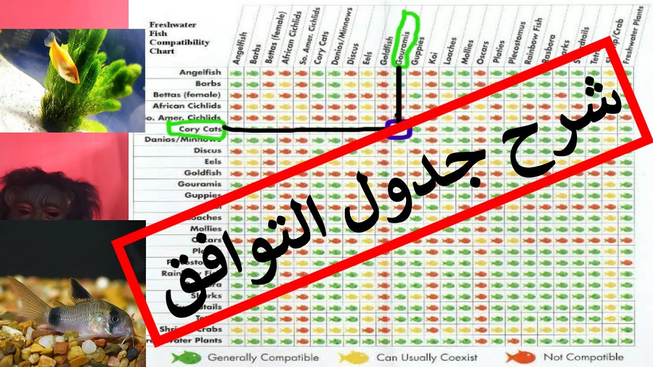 جدول توافق اسماك الزينه