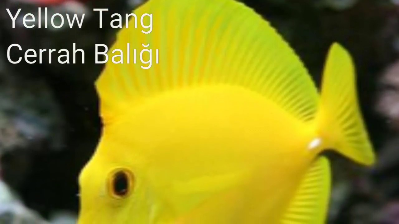 Yellow Tang - Deniz Akvaryumu Balık Tanıtım (Tuzlu Su Akvaryumu Balıkları)