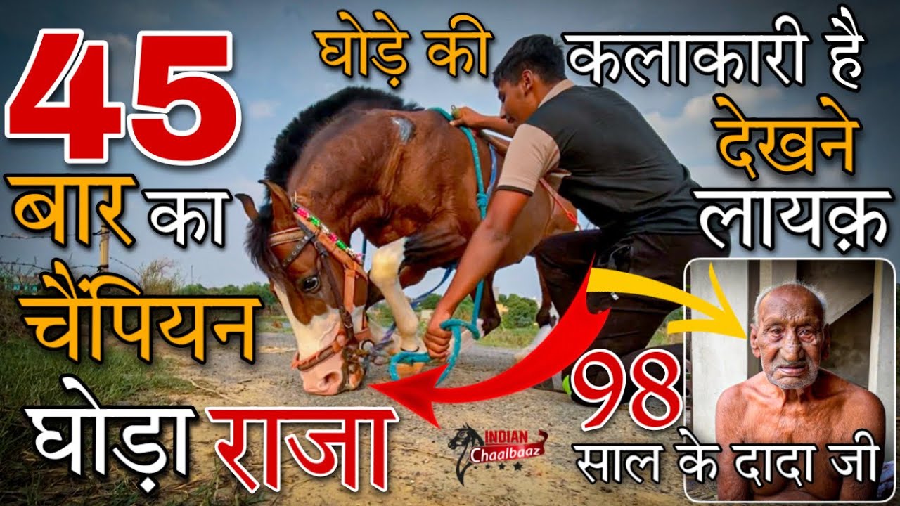 मिलिए Noida￼￼￼ के चैम्पियन घोड़े राजा से 😎 98 साल के दादा जी से भी मिलिए Horse dancing ￼