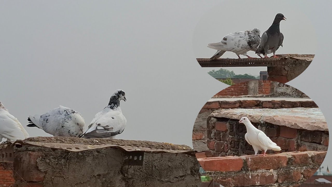 Kabutar Ke Pathho Ki Udan | Highflyer Pigeons Are Flying | Sartaj Pigeons