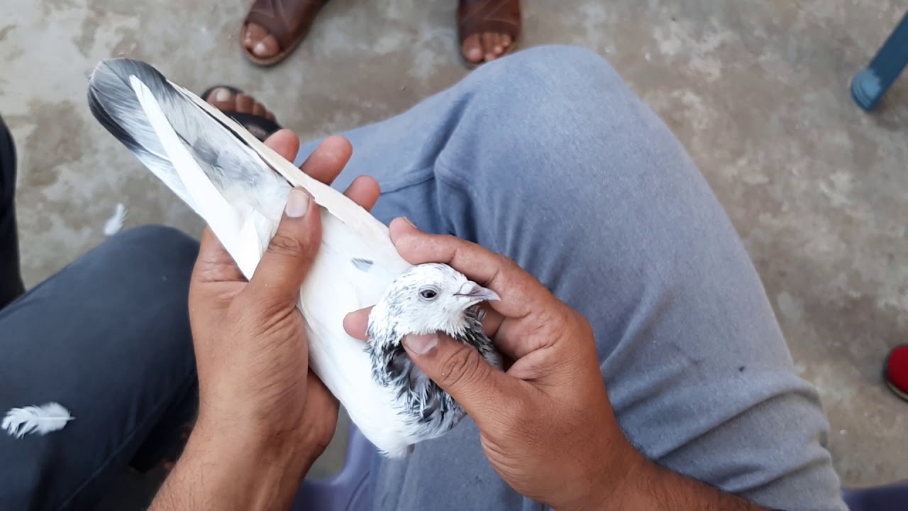 Pure Sialkoti Pigeons with beautifull eyes close ups Hafiz Farhan