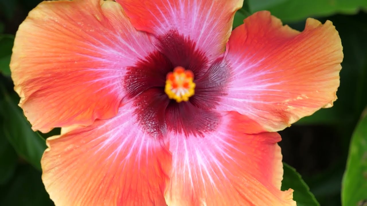 Propagating Hibiscus   4K