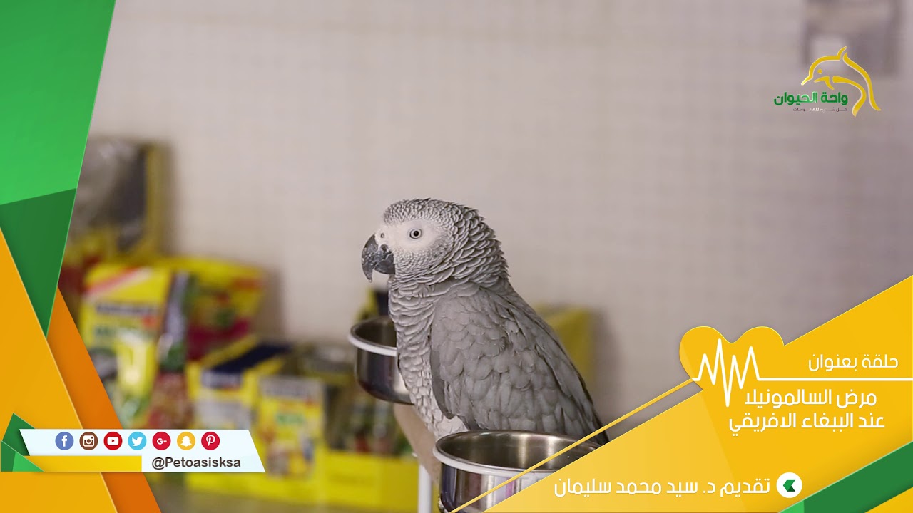 #واحة