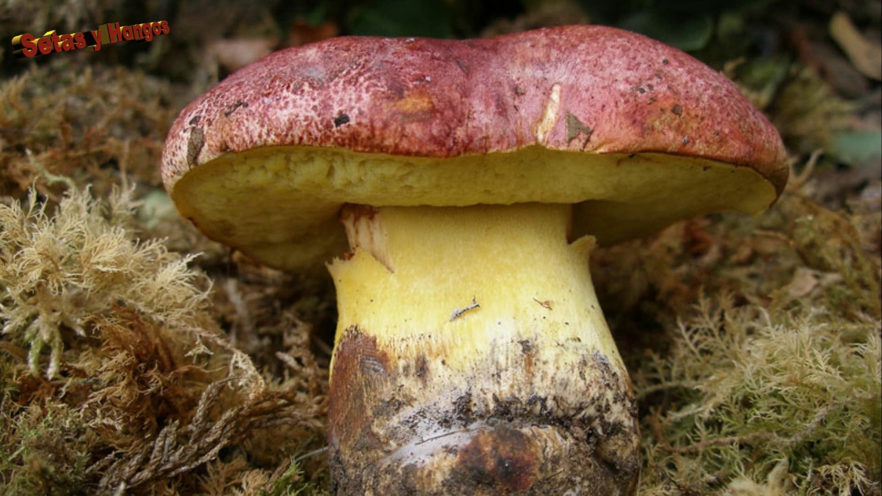 Boleto real, onddo errege, Boletus regius