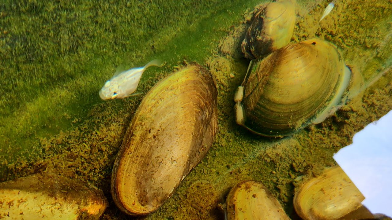 Mengenal Kerang Air Tawar Pemfilter & Penjernih Air Kolam