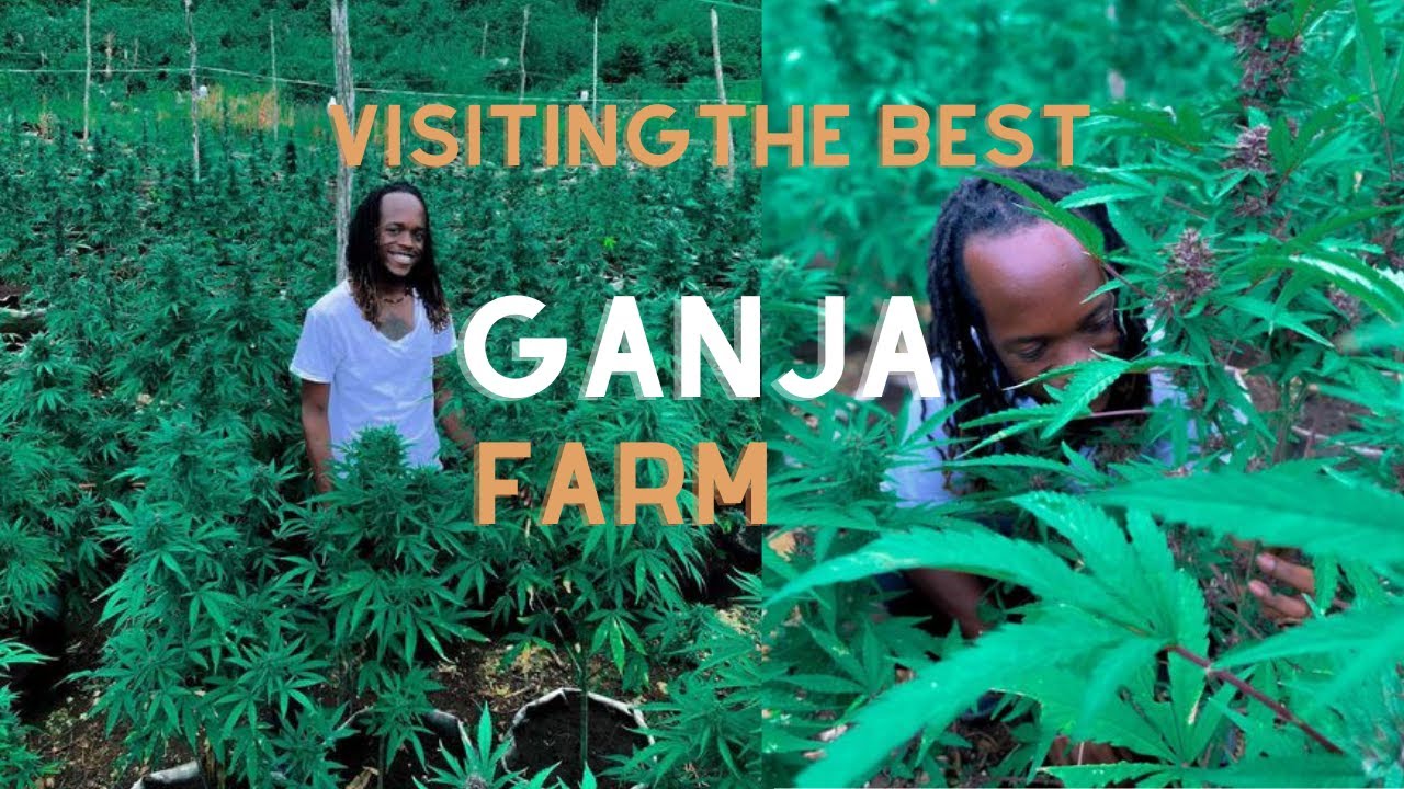 We visited the best Ganja Farm |Negril |Jamaica Vlog |#visitjamaica #ganjatour #rasta #blacktravel