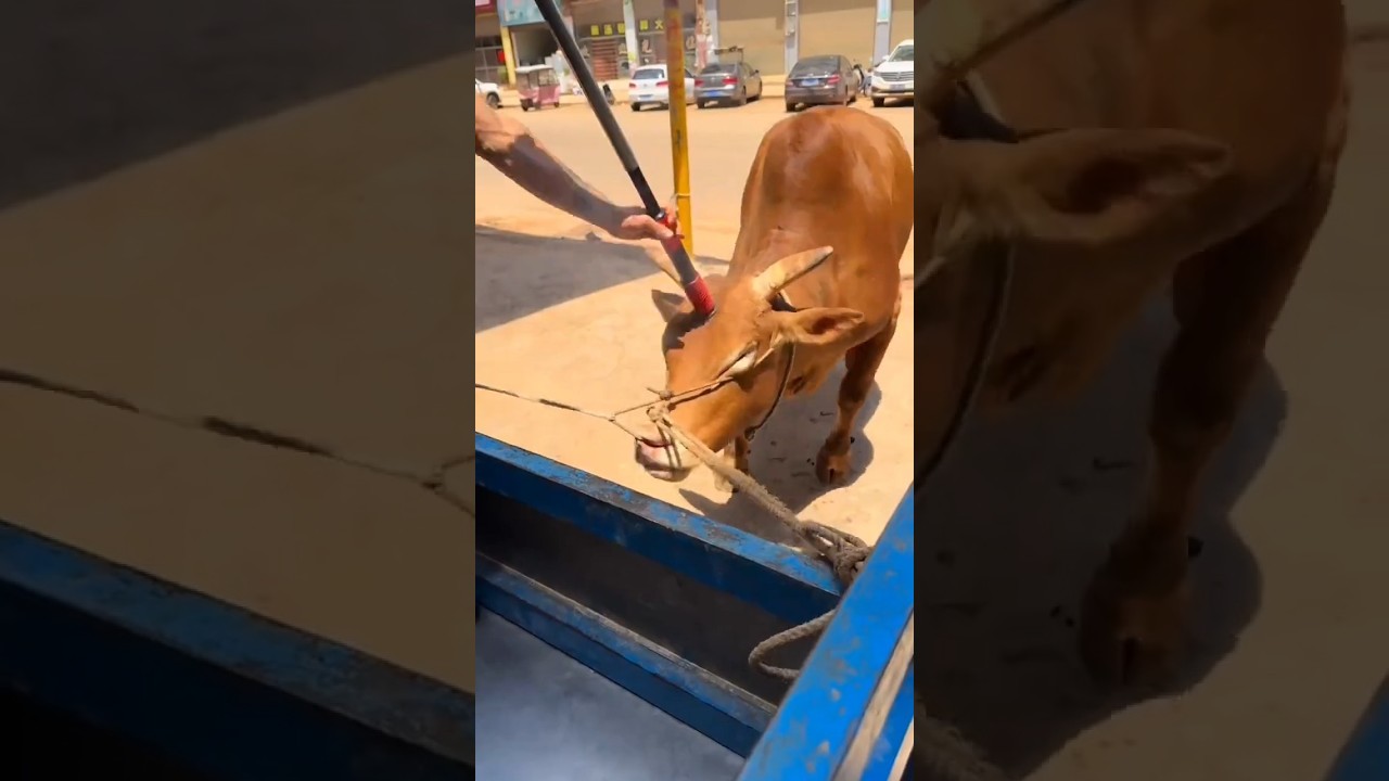 Alat Kejut Sapi Modern, Halal kah?