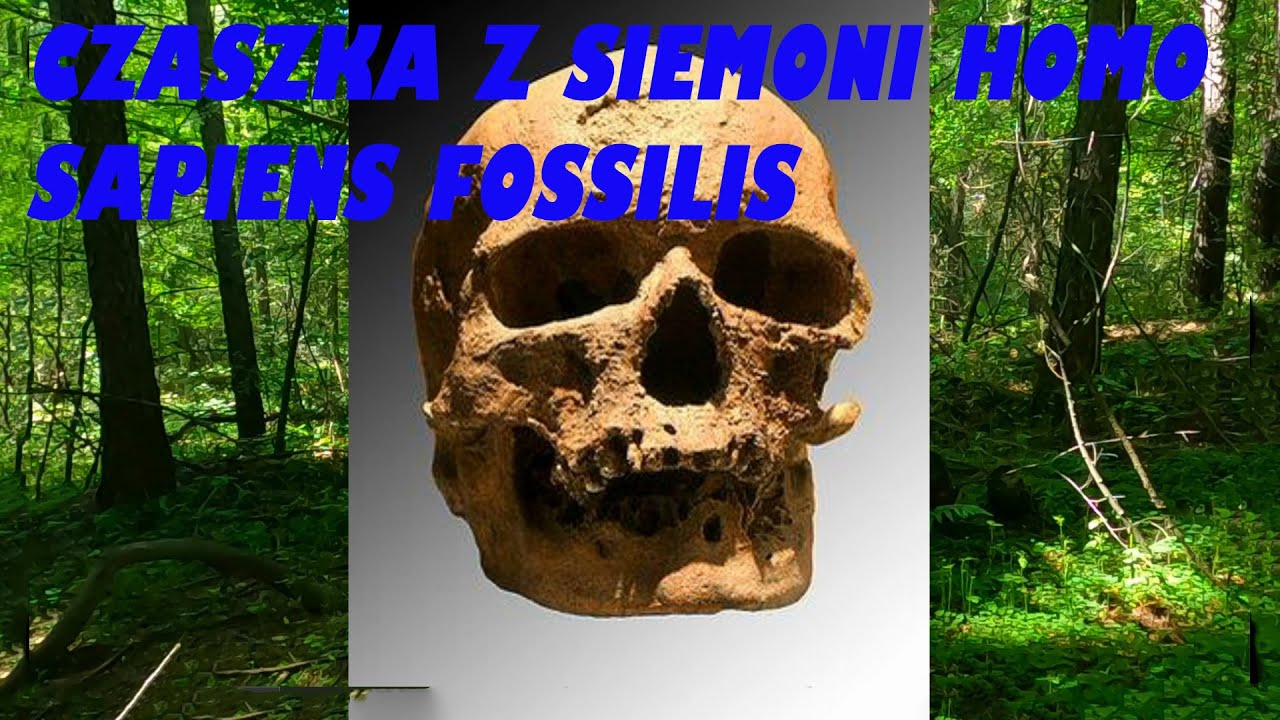 Czaszka z Siemoni Homo Sapiens Fossilis
