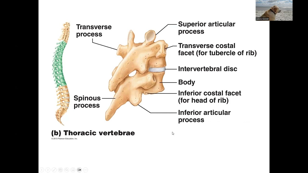 Ch 7 Axial Skeleton Part 2