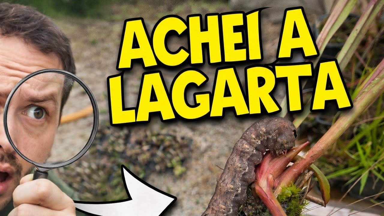 ENCONTREI UMA PLANTA CARNÍVORA GENLISEA | A LAGARTA NÃO PARA!
