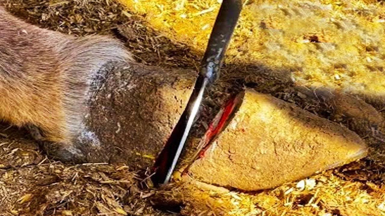 Decompression and donkey hoof repair collection丨ASMR丨Donkey hoof cutting sound