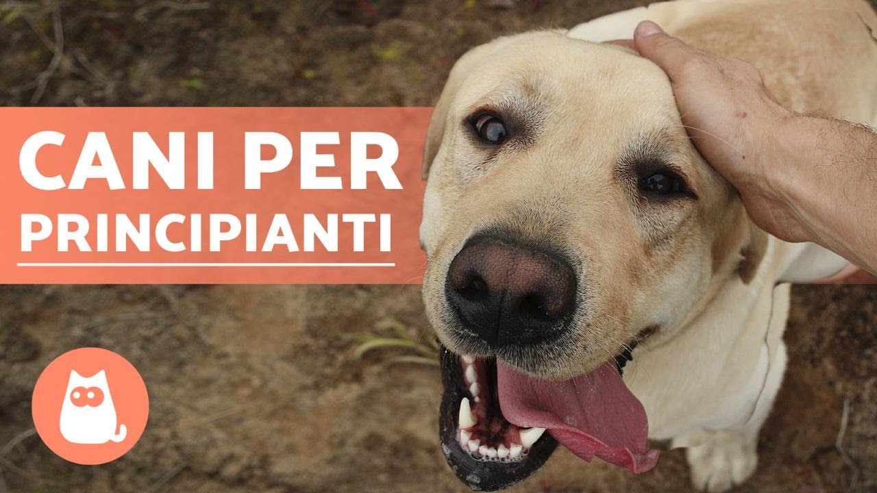 5 Razze di CANI per PRINCIPIANTI✅ (L'ultima è la migliore!)