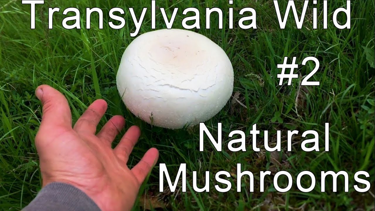 Agaricus arvensis | Episode 2 | Horse Mushroom | OFF GRID | PERMACULTURE