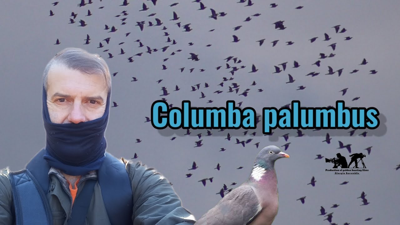 Columba palumbus.. Φάσσες και ο κυνηγός πρέπει να σέβεται την φύση