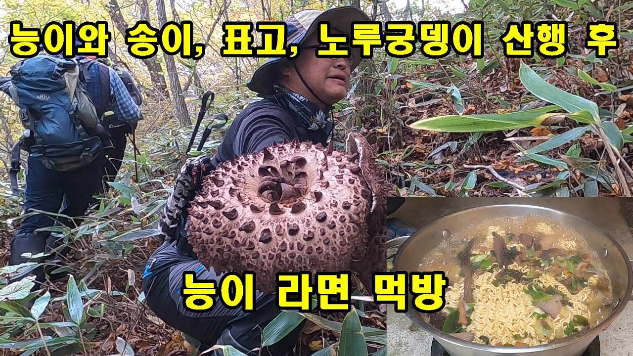 능이와 송이, 표고, 노루궁뎅이 산행 후 능이라면 먹방, 능이를 가득 넣어 끓인 능이라면.