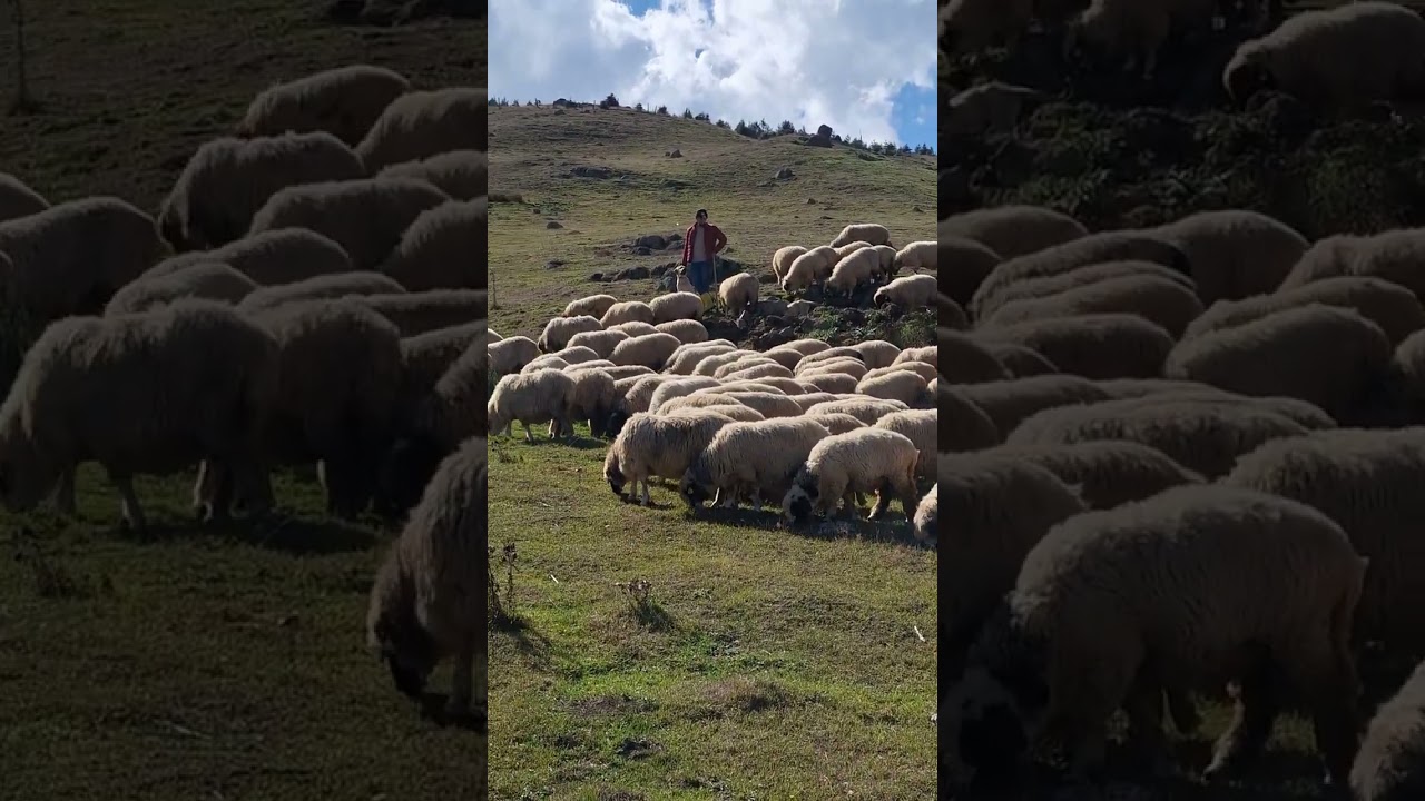 25 Eyl&uuml;l hatipli yaylası koyunların yayladaki son demleri &ouml;zt&uuml;rk koyunculuk farkıyla