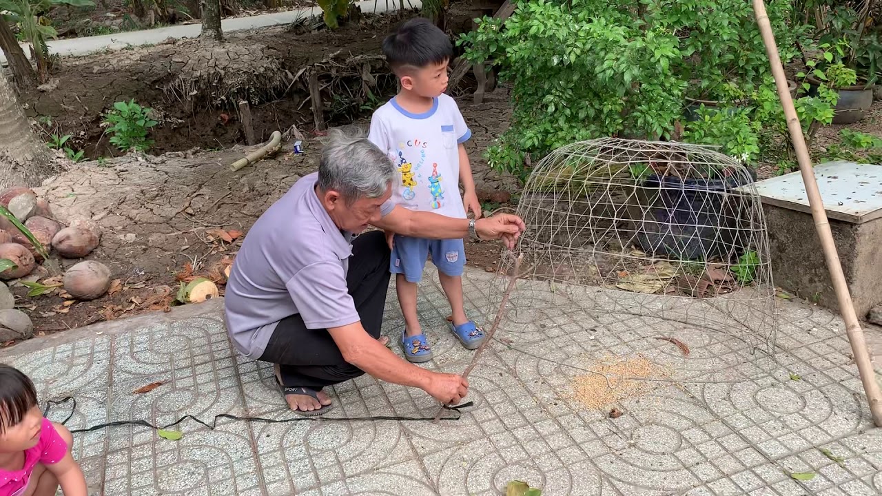 Bắt gà không khó. Gapha 4.5 tuổi có thể làm được