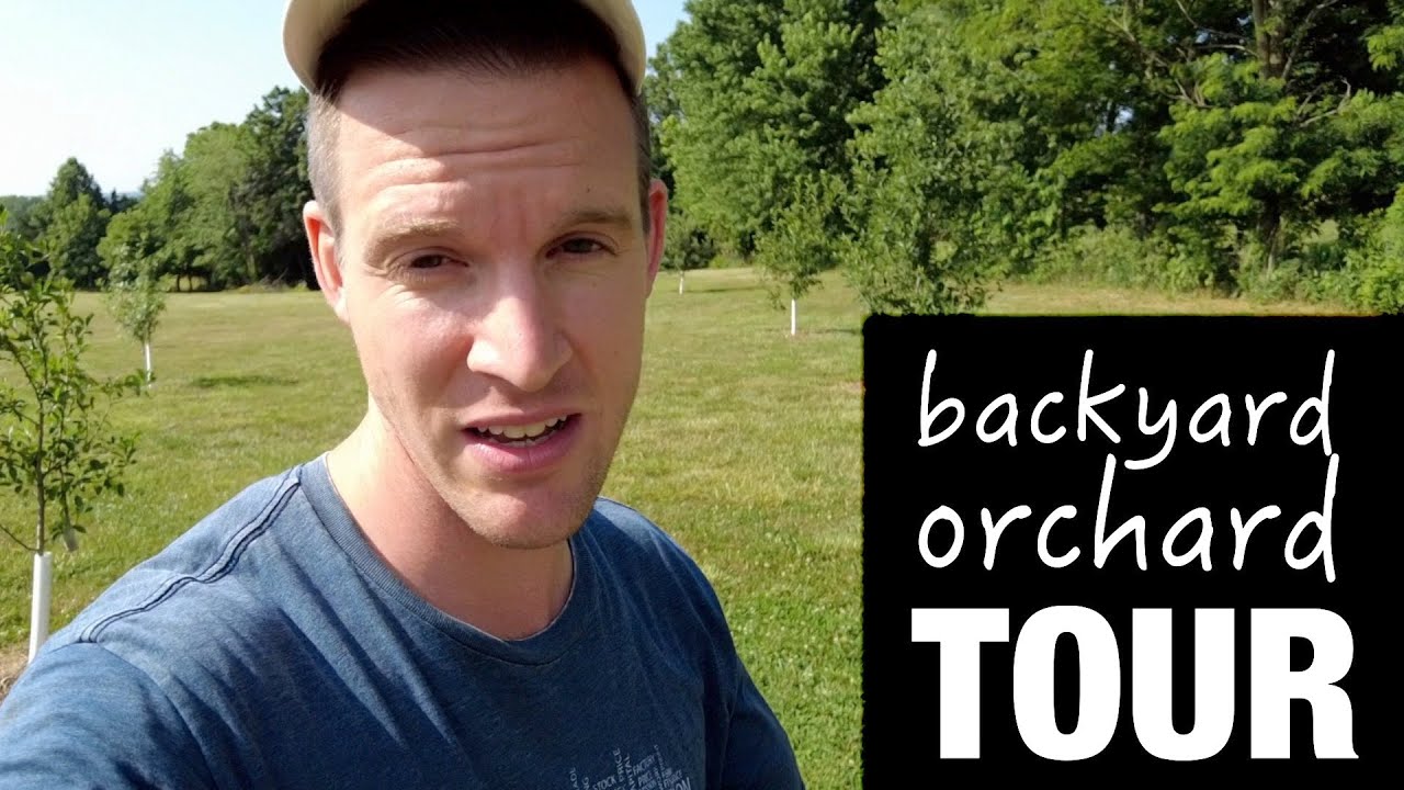 Backyard Orchard Tour | Pomegranate, Apple, Pear, Plum, Peach, etc.