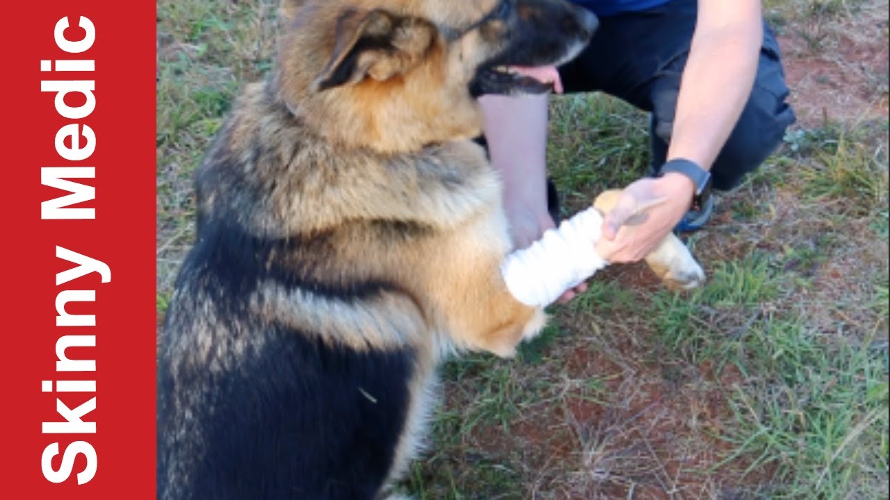 Building a K9 Kit For Your Dog