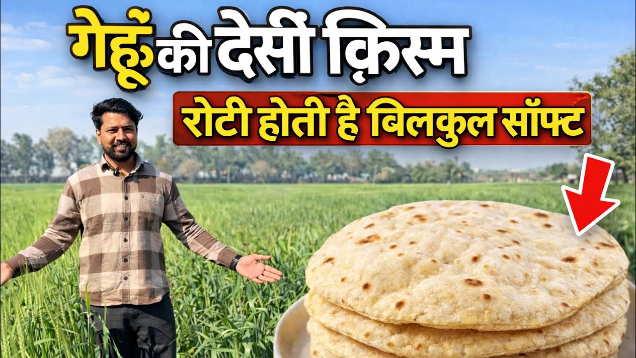 👉 देसी गेहूँ की ऐसी किस्म — जिसकी रोटी खाओगे,😋 स्वाद भूल नहीं पाओगे