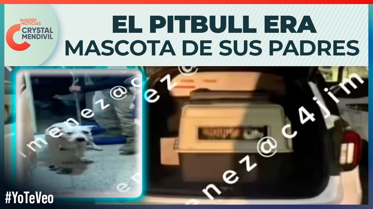 Perro pitbull mordió a un niño en la cara dentro de su propia casa en la Álvaro Obregón, CDMX
