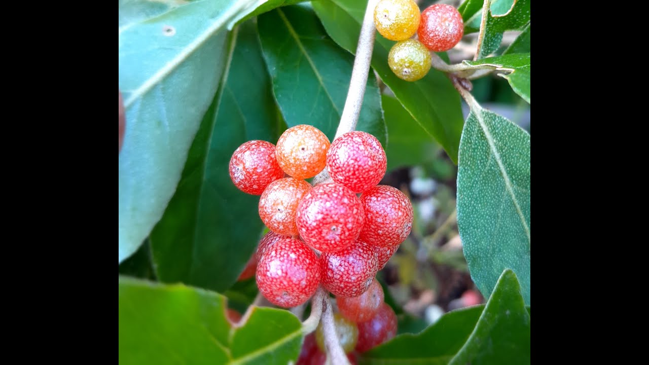 Olijfwilg, Elaeagnus umb. 'Serinus'