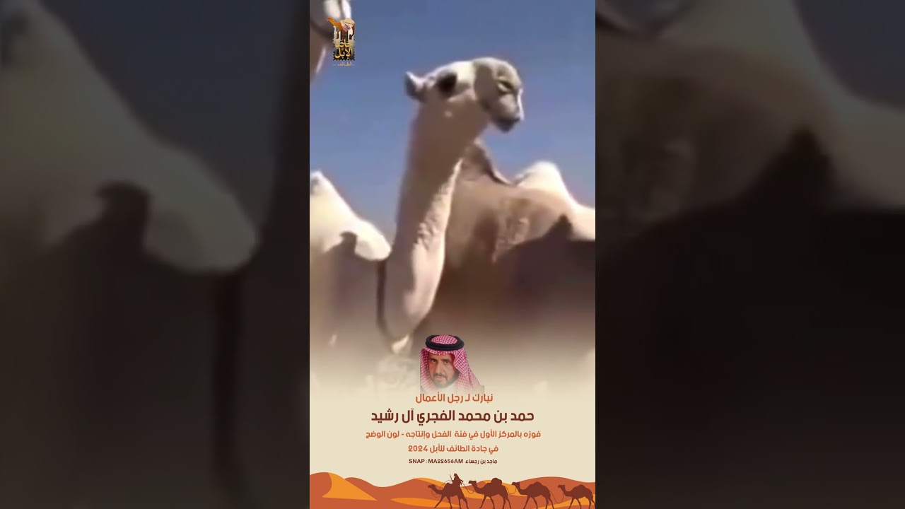 فوز رجل الأعمال حمد بن محمد الفجري آل رشيد بالمركز الاول في فئة الفحل وإنتاج وضح في جادة الطائف2024