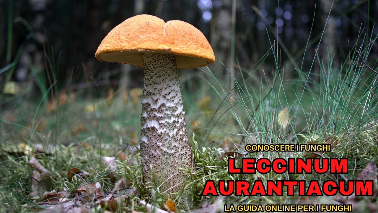 LECCINUM AURANTIACUM, ОТЛИЧНЫЙ СЪЕДОБНЫЙ БЕЛЫЙ БЕЛОК | ЗНАТЬ ГРИБЫ