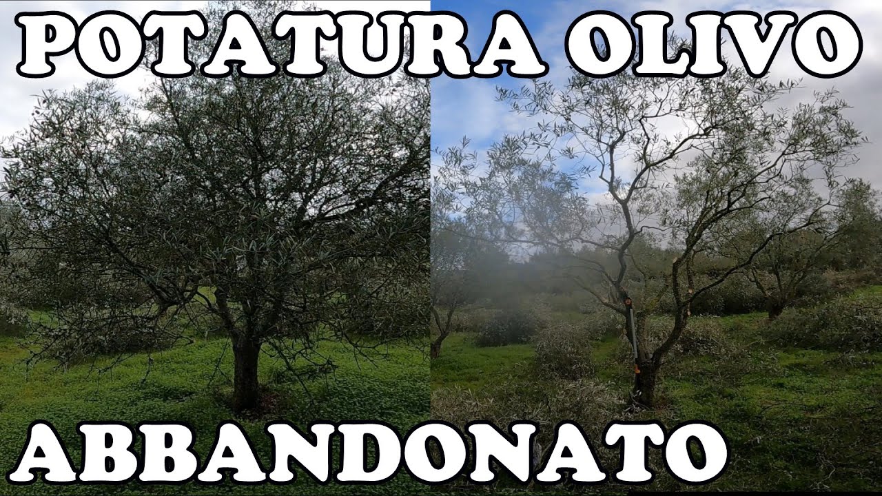 Potatura Olivo dopo 15 anni di Abbandono