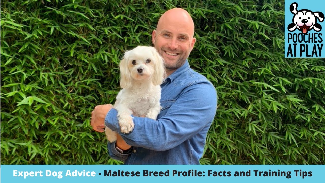 Maltese Dog Breed Profile - dog breed facts and training tips| S5 Ep8 | Pooches at Play