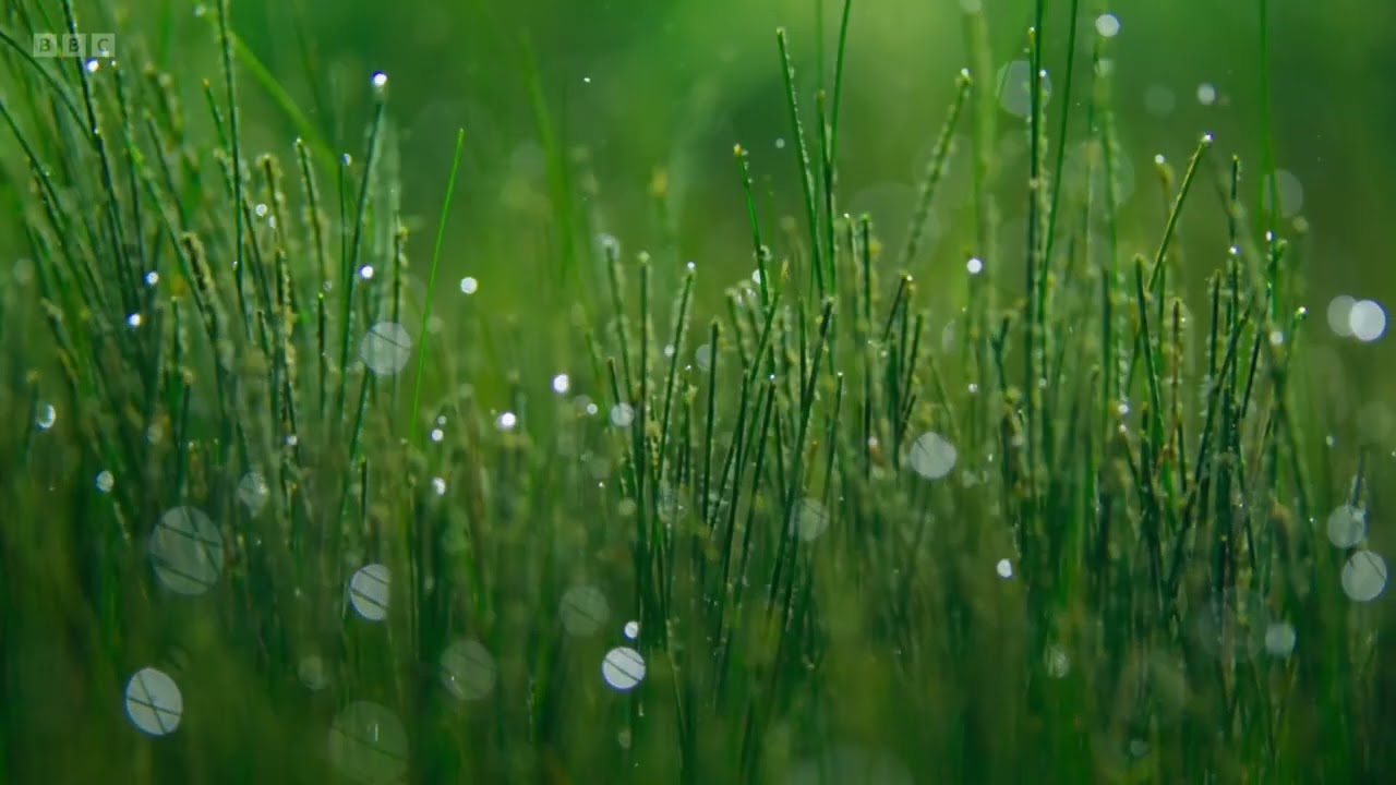 Photosynthesis - Rio Claro, Brazil