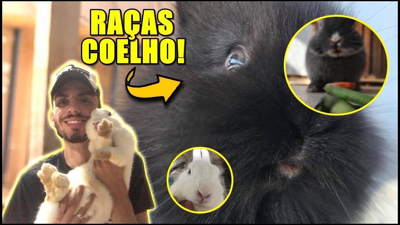 COMO ESCOLHER A MELHOR RAÇA DE COELHO PARA VOCÊ!