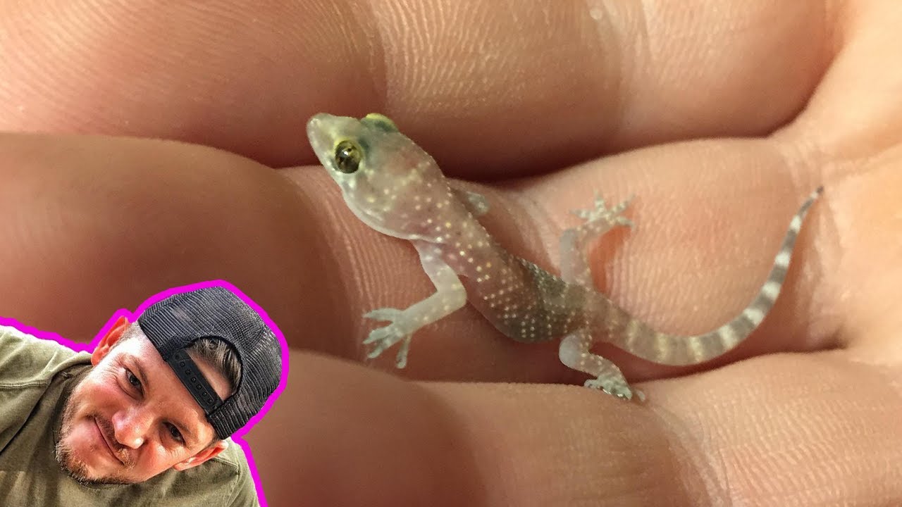 Demoranch shipped me a lizard.....