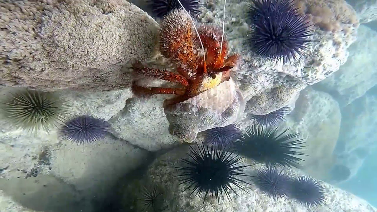De Pereybere à Palmar-From Pereybere to Palmar