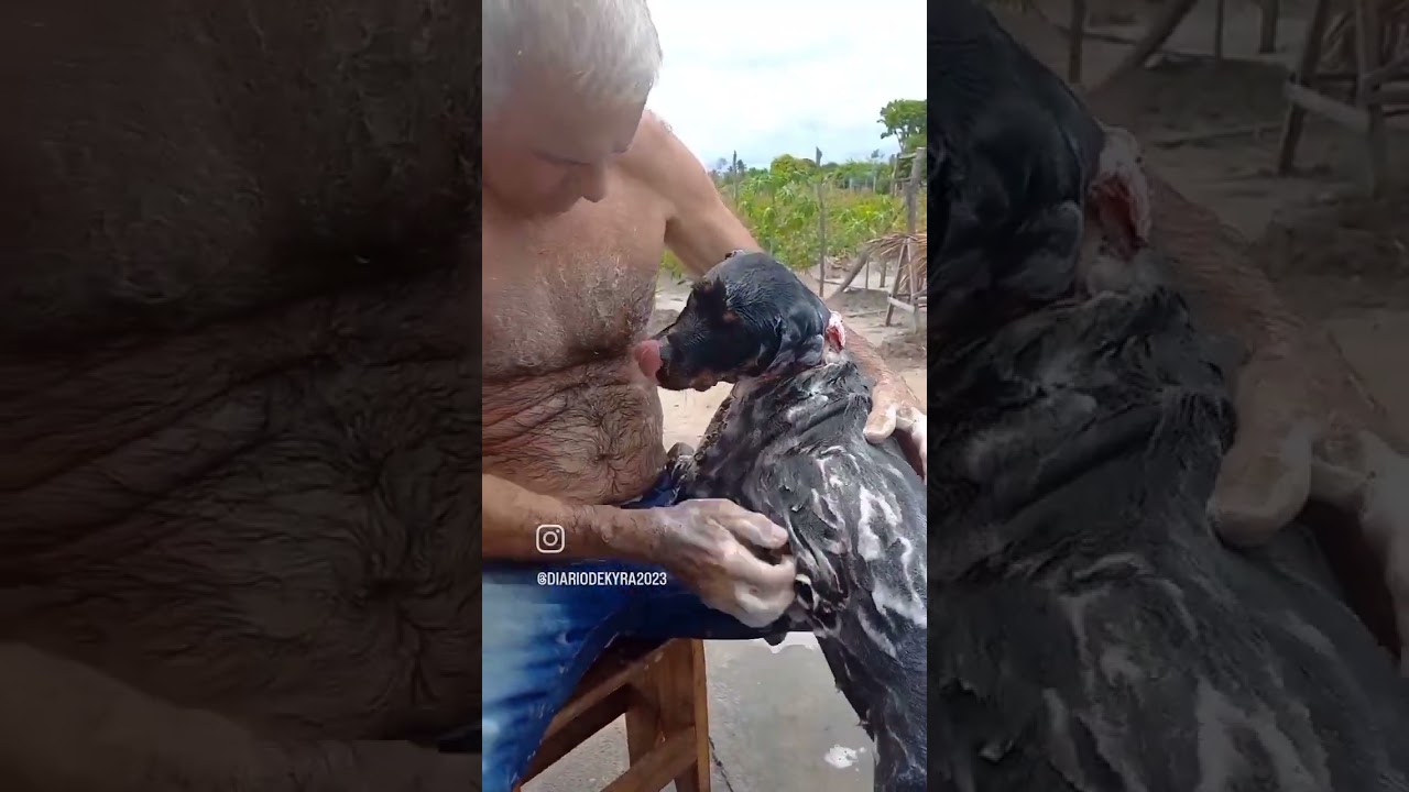 TOMANDO BANHO #viral #rottweiler #shorts