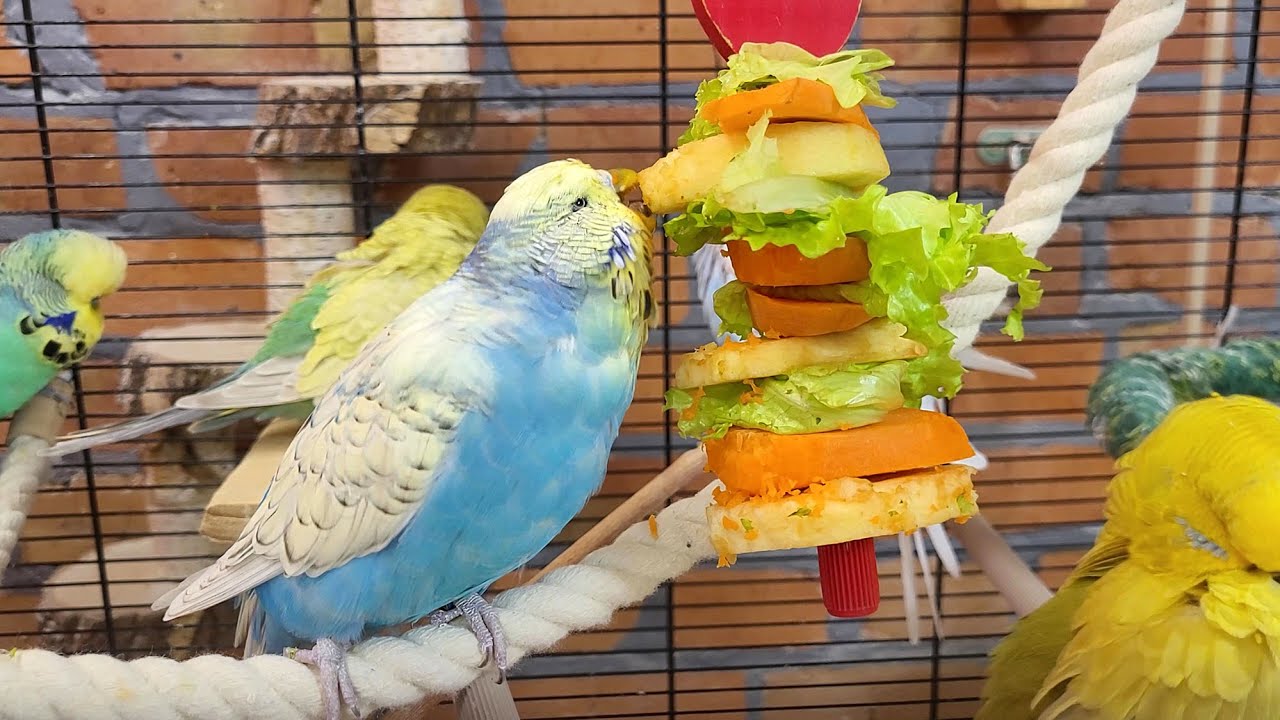 7 hours of relaxing budgie sounds
