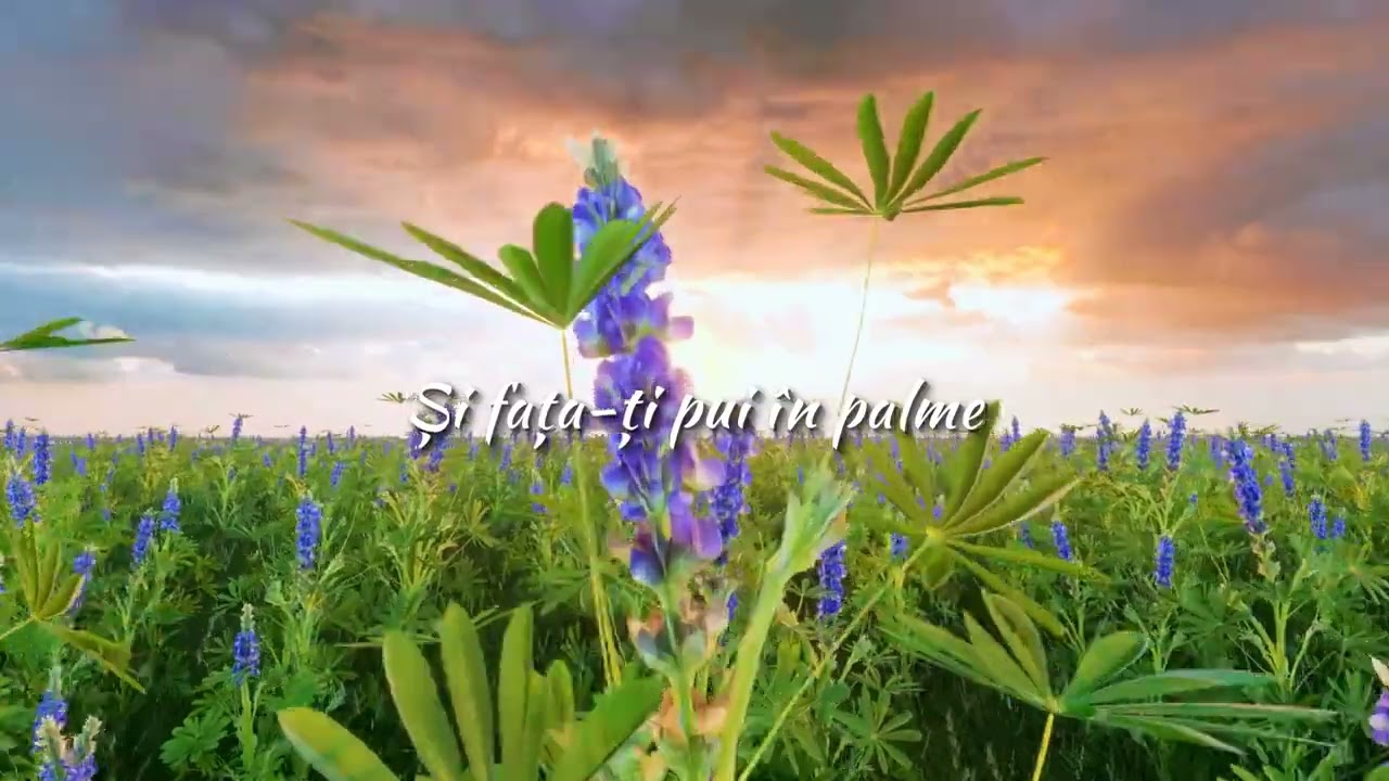Ce ganduri te framanta - Doru Girboan