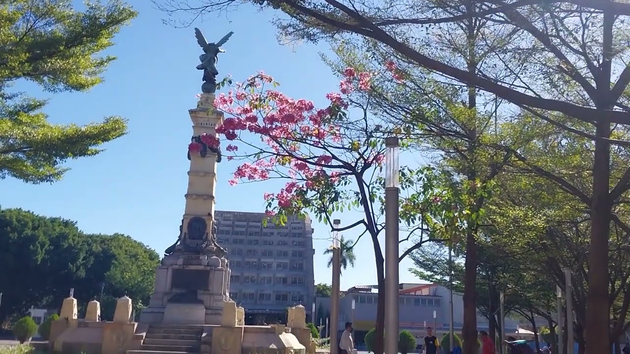 FLORECE EL MAQUILISHUAT EN EL CENTRO HISTÓRICO DE SAN SALVADOR 